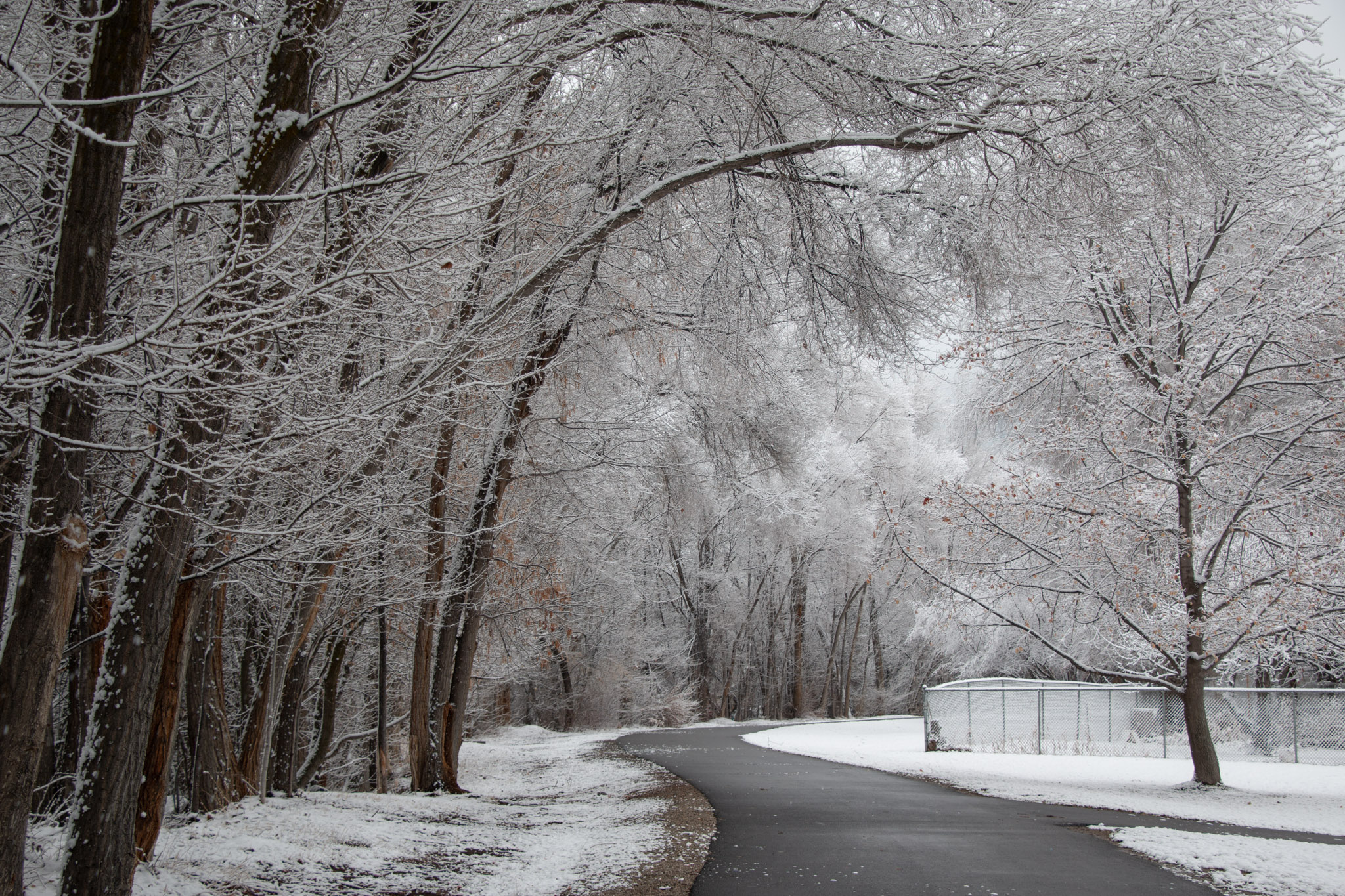 In the morning snow still sticks to the trees by the asphalt river path